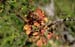 berberis-rouille2