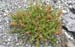 rumex